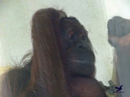 Tiergarten Schönbrunn am 27.01.2026